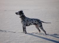2009 Januar: Winterfreuden.