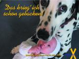 Belas Poster zum Welt-DS-Tag am 21.3.2008
